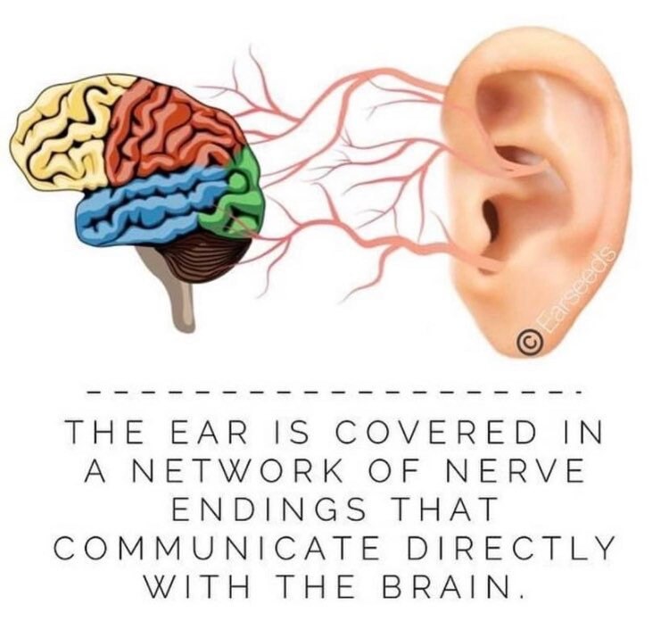 Migraines/Headaches Mini Ear Seed Kit